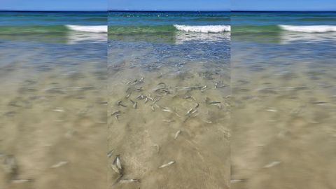 Una pequea parte de los centenares de sardinas que aparecieron en la playa de A Lanzada