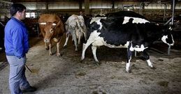 Vacas y terneros de abasto redujeron asistencia y precio en la sesi�n de ayer en la Central.