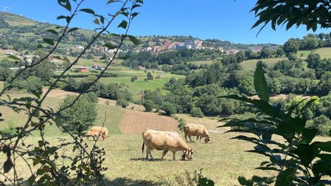 La ganadera de carne es la que ms teme el acuerdo con Mercosur