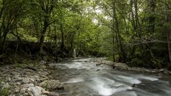 Bosque de galer�a en las m�rgenes del r�o Quiroga