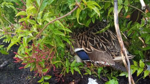 La hembra de azuln incuba once huevos en el nido que acondicion en la jardinera de una terraza