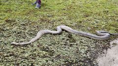 Imagen de archivo de una boa