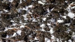 Un estudio muestra que los suelos cultivados donde usaron abonos de origen animal presentan m�s bacterias sobre las que no hacen efecto los antibi�ticos