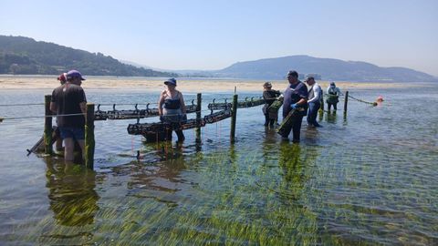 Las mariscadoras trabajan en las estructuras instaladas en la ensenada de San Sim�n.