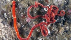 Un llamativo y largo �Tubulanus annulatus�