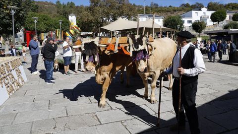 Festa da Pataca en Vilar de Barrio.