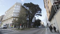 Cipr�s de California da Misericordia, en Viveiro