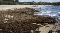 Algas llegadas a la playa de Areas Gordas, en el municipio de Sanxenxo.