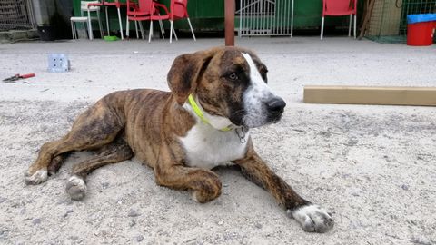 Kira es una perra que est� en adopci�n en la protectora de Animales de Oriente