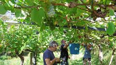 Labores de vendimia en los terrenos de la bodega Entre os Ros.