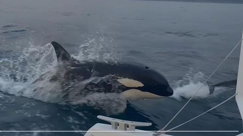 Orcas atacando a barcos frente a las costas gallegas