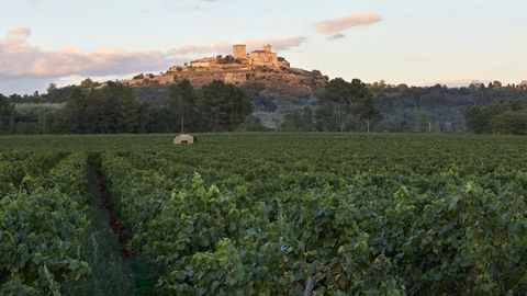 Monterrei ha incrementado su superficie de vi�edo en los �ltimos a�os