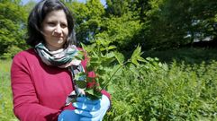 Ortigas de Vilalba para mesas de todo el mundo