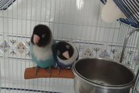 El p�jaro recuperado, a la izquerda (el mayor), ayer, ya en casa, con su pareja: llevan juntos cinco a�os