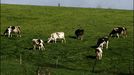 Vacas frisonas de leche pastando en un prado de la localidad de Pereira, en Chantada 