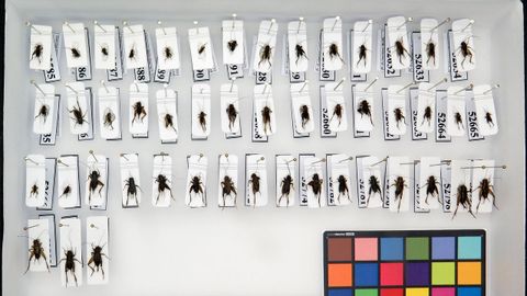 Algunos de los grillos donados para la colecci�n del Centro de Investigaci�ns Forestais de Louriz�n