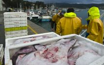 La pesca en Cedeira y el Ortegal -en foto de archivo- emplea a trabajadores de otros pa�ses. 