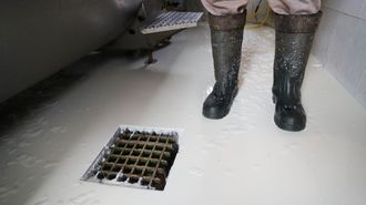 Los ganaderos gallegos�tiraron tanques de leche para denunciar la bajada de precios anunciada por la industria
