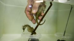 Caballitos de mar en la estaci�n de A Gra�a