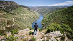 Una vista del ca��n del Si, un paraje emblem�tico de la Ribeira Sacra, desde las vi�as de Soutochao, en el municipio de Sober