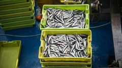 Anchoa en Portosn
