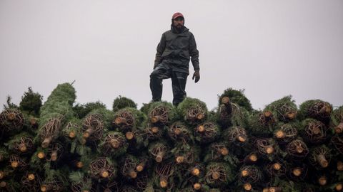 Un trabajador en lo alto de una pila de árboles navideños.