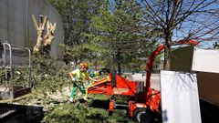 Los trabajos para talar uno de los ejemplares junto al pabell�n universitario se iniciaron esta semana 