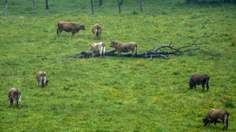 Vacas pastando en un prado bajo la lluvia en Salas