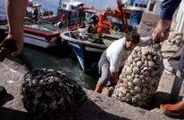 El rel� volvi� este a�o a las lonjas, tras varios a�os desterrados de las subastas arousanas. 