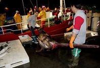 Chile exige evaluar antes la poblaci�n de pez espada (en la foto, descarga en Vigo).