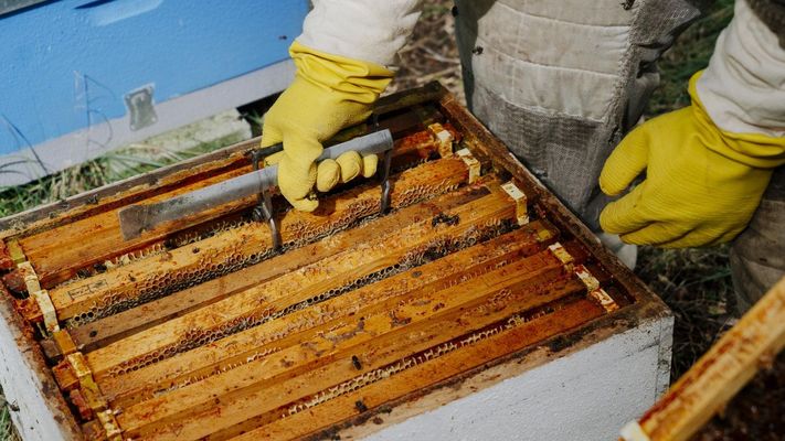 UPA considera que la apicultura es un sector estrat&eacute;gico en Espa&ntilde;a