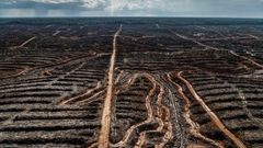 Imagen cedida por la organizaci�n ecologista Greenpeace, que denuncia la deforestaci�n de una zona protegida en Indonesia