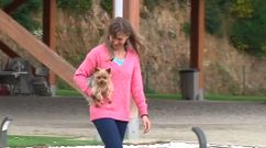 Tu perro no es un bolso
