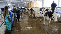 Alumnos de Veterinaria, de prcticas en la Granxa Experimental do Leite, situada en Castro de Ribeiras de Lea