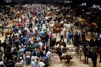 M�s de 400 caballos llamaron la atenci�n del p�blico. 