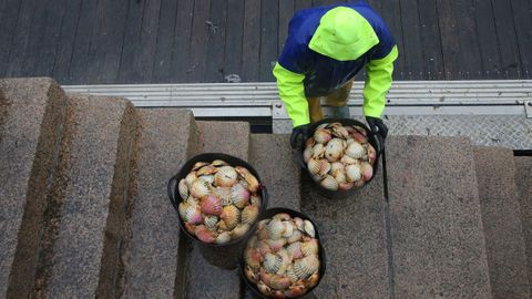 En una imagen de archivo, descarga de vieira en el muelle de Tragove.