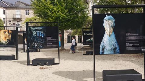 Paneles de la exposicin de Tim Flach en Lugo