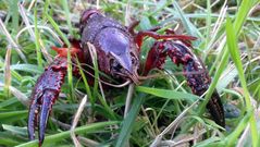 Plaga de cangrejo americano en Monforte