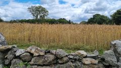Trigo cosechado en una finca del municipio de Lugo