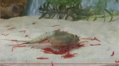 Intervenidas 1.200 cajas de un juguete que conten�a una especie invasora
