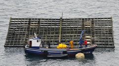 Las bateas absorben buena parte de la producci�n de almeja local durante el a�o 