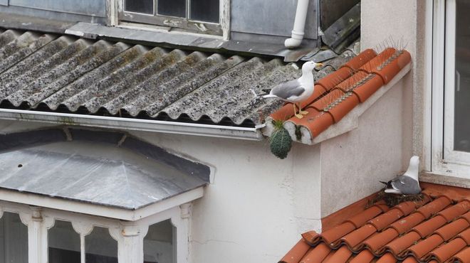 A Magdalena. Unas visitantes indeseadas. Puntuales cada a�o las gaviotas encuentran en los tejados del centro de Ferrol el mejor lugar donde tener a sus polluelos. Sus nidos y suciedad deterioran las cubiertas. 