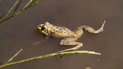 Rana verde o común (Pelophylax perezi)