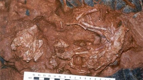 El f�sil del embri�n. 