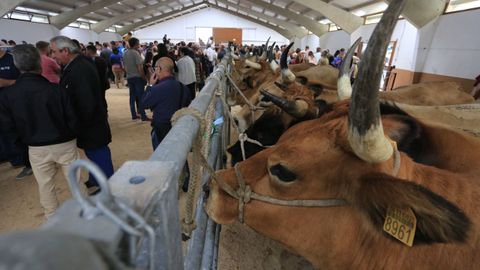 Algunos de los animales que se pudieron ver en Pedrafita