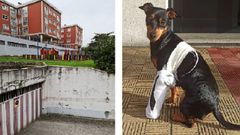 Zona de donde cay� la perra Lola, que presenta importantes lesiones en un pata