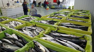 Las 5.900 toneladas de xarda (caballa) que podr&aacute; capturar la flota de litoral este a&ntilde;o son menos de un tercio de las que descarg&oacute; en el 2025