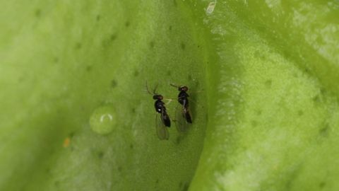 Imagen de la�avispilla Tamarixia para luchar contra la Trioza erytreae