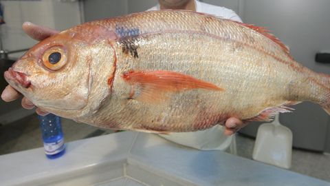 Un esplndido besugo de 4,5 kilos, capturado en Gran Sol y vendido tiempo atrs en una pescadera de Viveiro