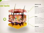 <span lang= es-es >Los sentidos</span>. Los gr�ficos, que se ampl�an con un gesto de la mano, permiten ver detalles imposibles con las fotos. Adem�s, el estudiante participa (por ejemplo, tocando instrumentos en el caso de o�do).